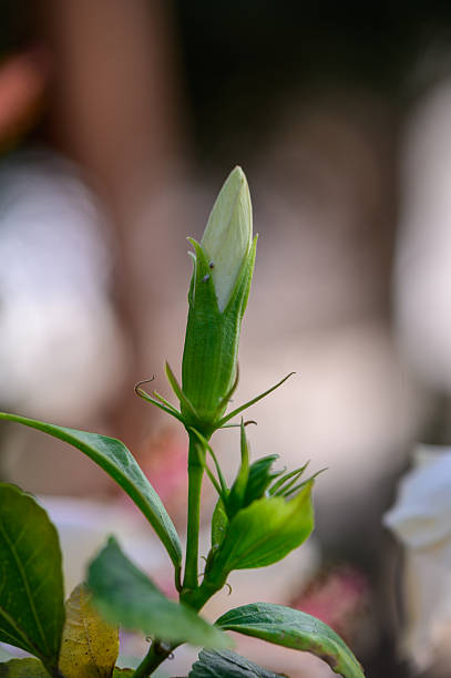 Closeup of delicate hibiscus flower buds growing in Cyprus, showcasing tropical beauty and natural growth.
