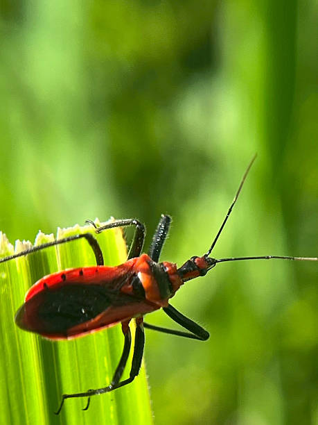 istock Close-up of an insect on a green leaf with a blurred background 2229932655