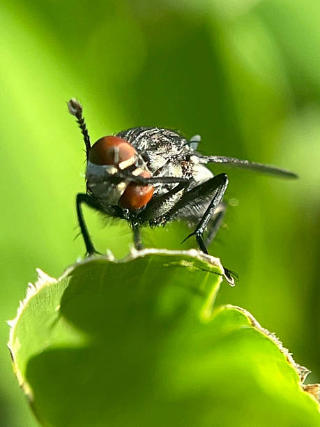 istock Close-up of a fly on a green leaf with a blurred background 2229932737