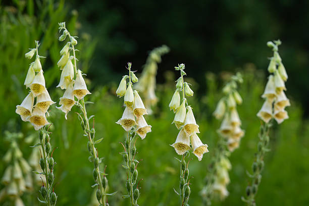 Yellow foxglove flower, Digitalis grandiflora. Digitalis grandiflora with pale yellow flowers. Closeup Digitalis grandiflora known as yellow foxglove with blurred background in garden.