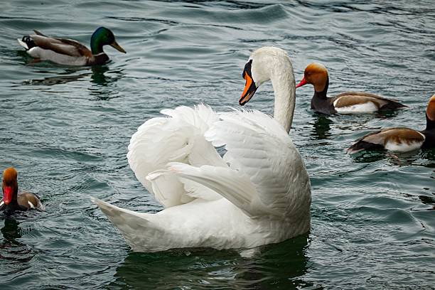 A graceful swan surrounded by ducks on a serene lake, showcasing a peaceful wildlife scene.