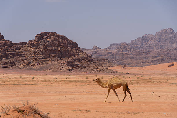 Jordan. Camels rest while waiting for tourists. Ancient rock-cut city of Petra. Petra is capital of Nabataean kingdom. Pink City of Petra is one of seven new wonders of world.