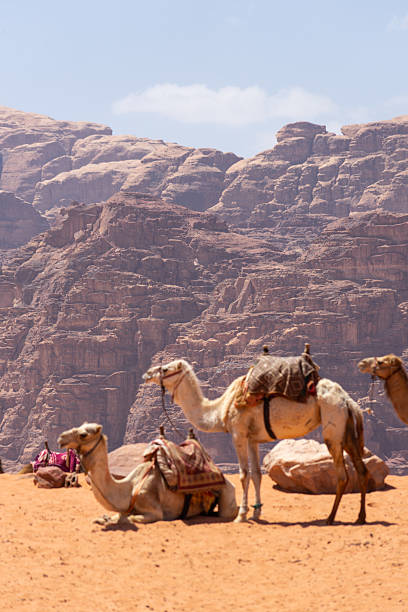 istock Camels in Petra with mountains, Jordan 2229937947