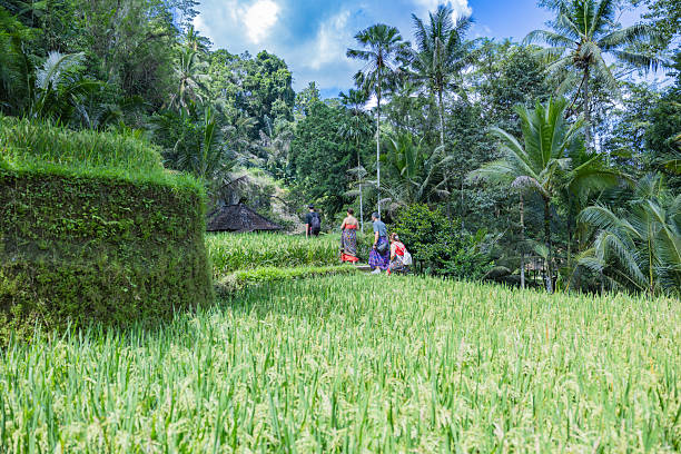 Group of tourists walking by path with rice fields view in Bali