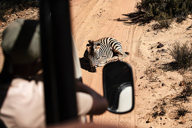 istock South African Wildlife 2229938449