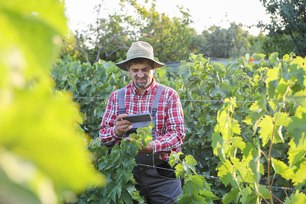 istock Senior Man In Vineyard Combining Farming And Technology 2229938562