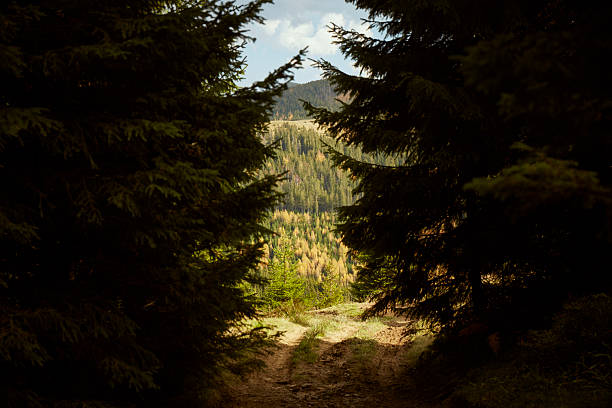 Lush forest trail revealing a breathtaking view of rolling hills and distant trees on a sunny afternoon in a serene natural landscape. Autumn Hiking in Carpathian Mountains, Ukraine