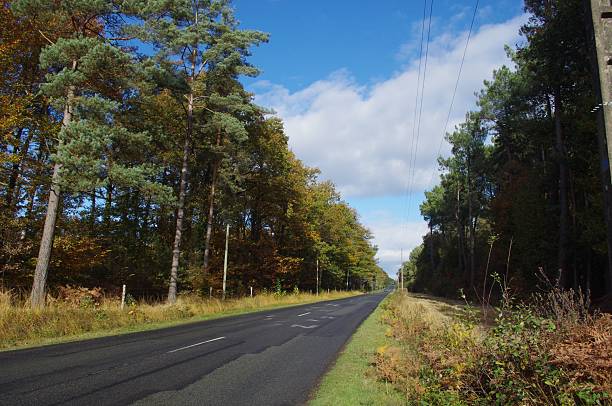 istock The forest of Paimpont 2229940063