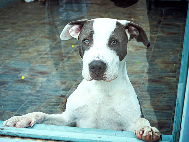 a dog waiting to be adopted in a shelter