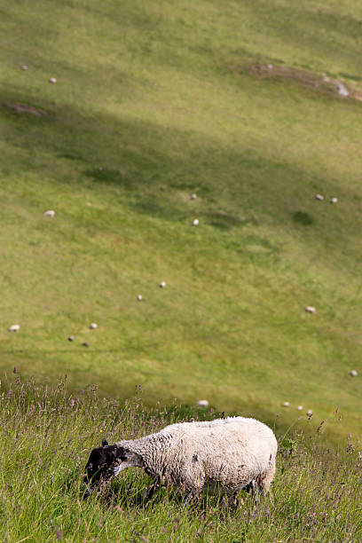 Aerial view, a flock of sheep grazing on the slopes of Sulak canyon, Dubki village, Dagestan, Russia