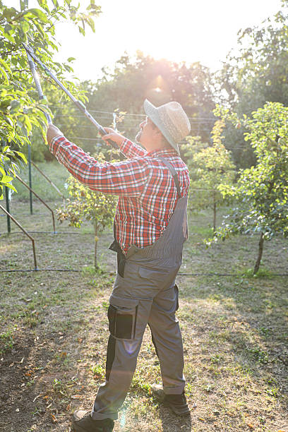 istock Elderly Farmer Using Garden Shears To Trim Branches 2229942923