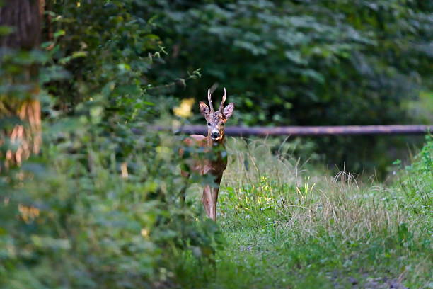 istock European Roe Deer (Capreolus capreolus) male standing on a forest path. 2229943088
