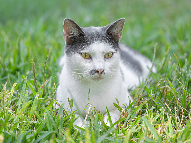 istock a cute kitten sitting in the park 2229943281