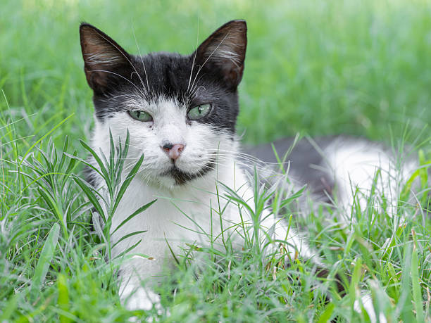 istock a black and white kitten lying outdoors in the park 2229943342