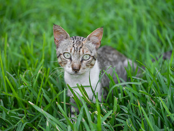 a tabby cat lying on the lawn