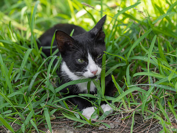 a black and white kitten relaxing on the lawn in the park