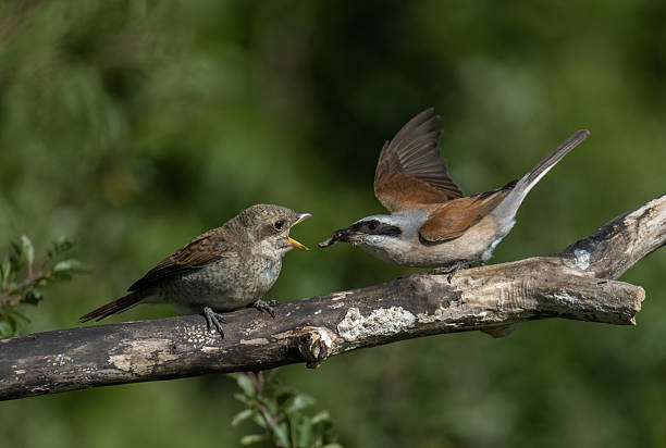 istock Male red-backed shrike (Lanius collurio) with chick 2229943928