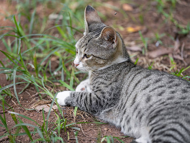 istock a tabby cat relaxing on the grass 2229944247