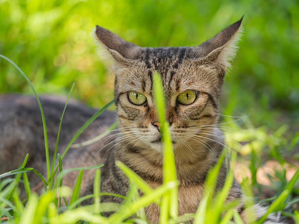 a tabby cat lying on the lawn