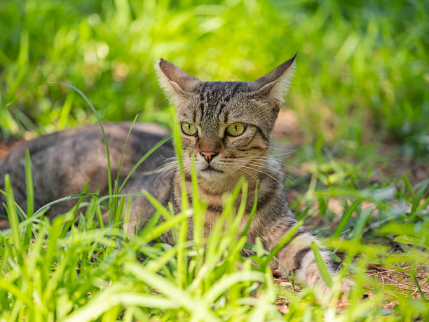 istock a tabby cat relaxing on the grass 2229944547