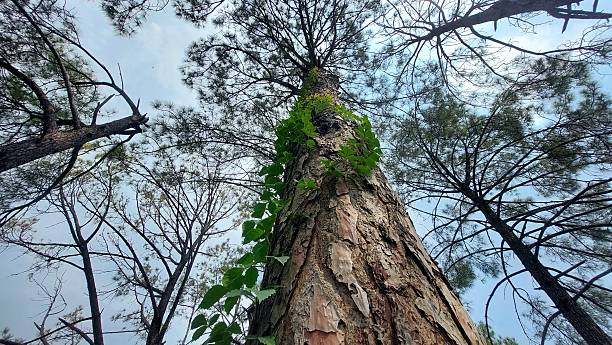 istock Low angle view of pine tree trunk with climbing vine and sunlit forest canopy 2229945742