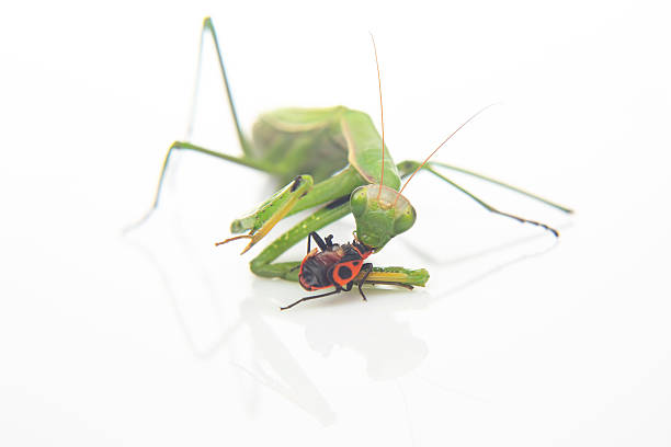 Praying mantis - black background