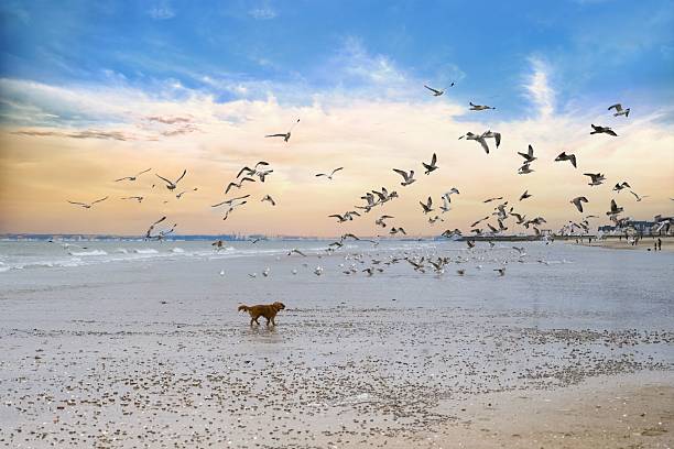 Three dogs are playing on sands at Canggu beach.Bali Island.