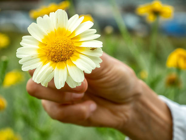 istock A chamomile flower in a woman's hand 2229947216