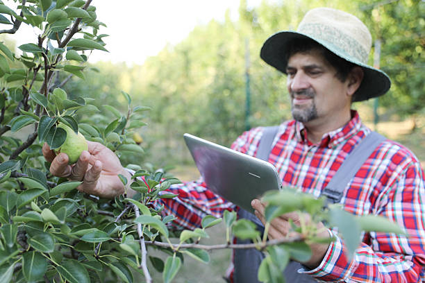 istock Senior Farmer Holding Tablet In Pear Orchard 2229947442