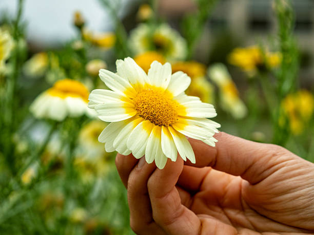 istock A chamomile flower in a woman's hand 2229948059