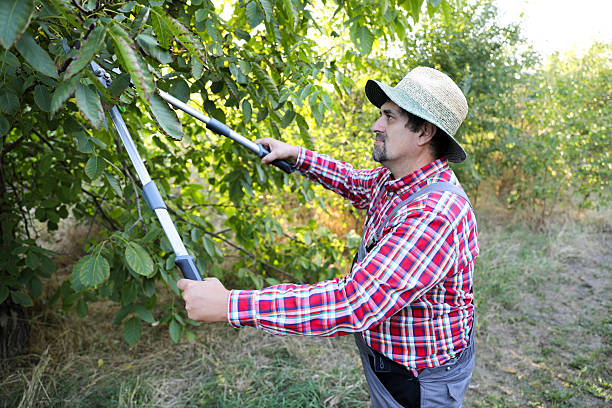 istock Senior Male Worker Cutting Walnut Tree With Garden Shears 2229948113