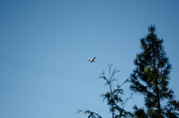 A small airplane flying high in the clear blue sky, framed by pine trees. Perfect for aviation, travel, and sky-related stock photography