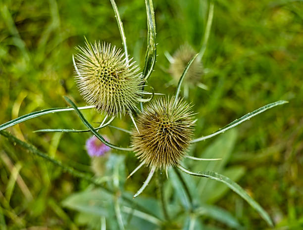 istock Wild Thistle Plant (Cirsium) in Natural Habitat 2229948492