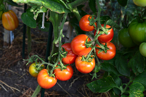 istock a bunch of Ripe Tomatoes on the Vine 2229949378