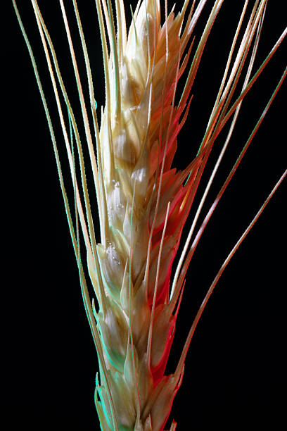 istock Macro close-up of a wheat ear against a black background with creative lighting, highlighting texture and detail for agricultural and food themes. 2229949689