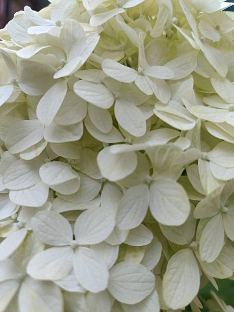 istock blooming panicle hydrangea in the garden 2229950364