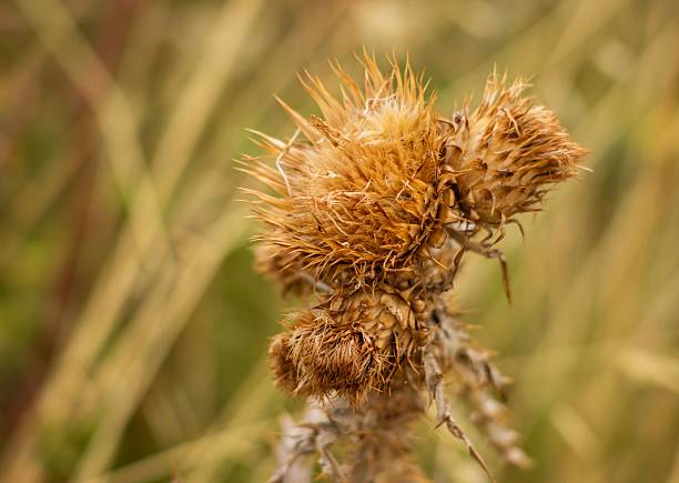 Close-up of a dried thistle flower in a field with a blurred background, showcasing natural textures.