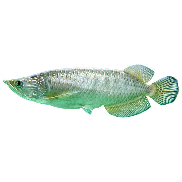 istock Close-Up Image of a Silver Arowana Fish in Isolated View 2229954088