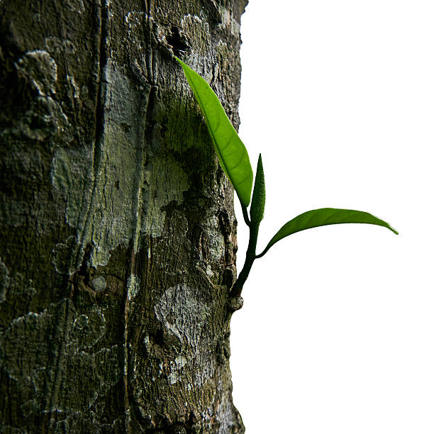 Nature's elegance captured in a close-up of young green leaves sprouting from a weathered tree trunk against a white background, symbolizing new growth and natural beauty.