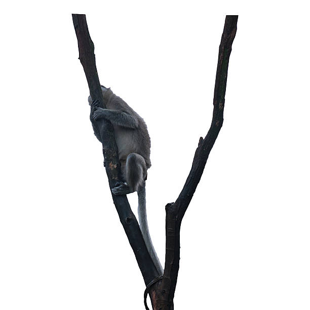 istock Monkey Climbing Tree Branch in Natural Outdoor Setting with white or transparent background 2229954341