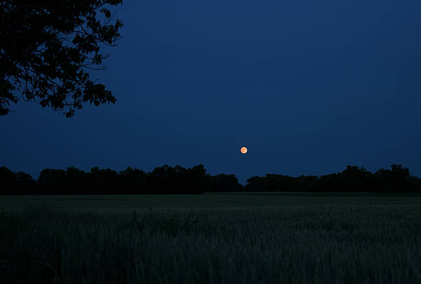 Moonlight. Night landscape
