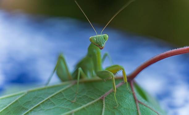 istock Close-up of a Green Praying Mantis on Leaf 2229959432