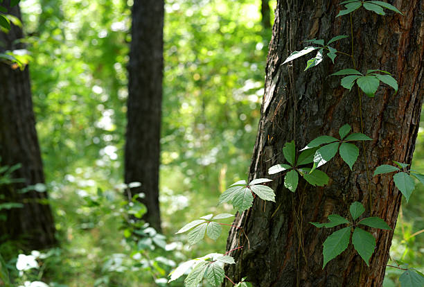 Horizontal photo of lush green vine leaves climbing the rough bark of a tree trunk in a bright summer forest. The background is softly blurred, showing sunlit greenery and tree trunks, creating a peaceful and natural woodland atmosphere.