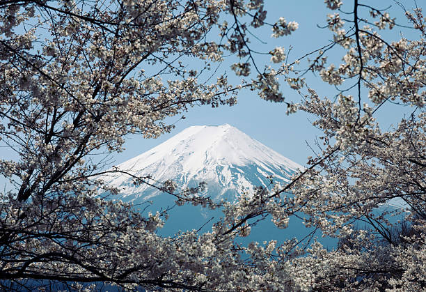 Japanese Cherry Blossoms in Tokyo, Japan