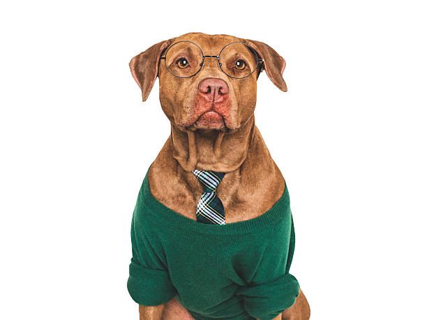 istock Cute dog, glasses and tie. Studio shot 2229960321