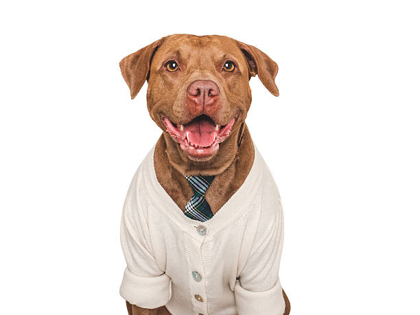 istock Cute dog, sweater and red tie. Studio shot 2229960349