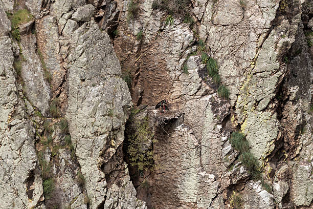 Bearded vulture nesting on precipitous cliff face in mountains