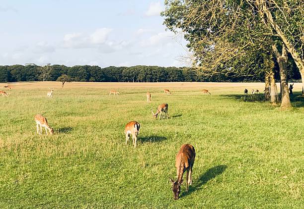 istock Deer enjoying a calm day in the open field. 2229961399