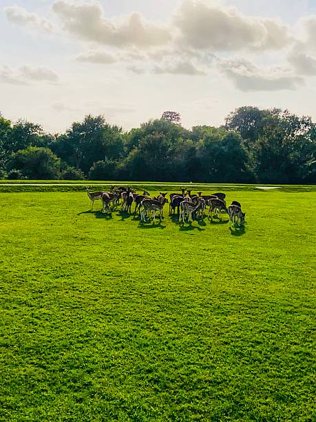 istock Herd of deer enjoying the lush green field. 2229961465
