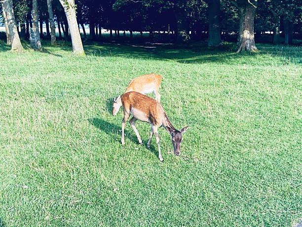 istock Deer enjoying a calm moment in the forest clearing. 2229961545